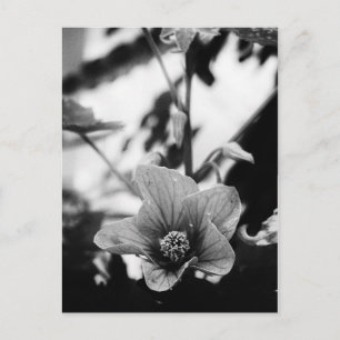 Cartão Postal Fotografia Floral a Preto e Branco