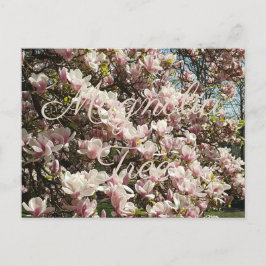 Cartão Postal Fotografia Floral da Árvore Magnolia Rosa