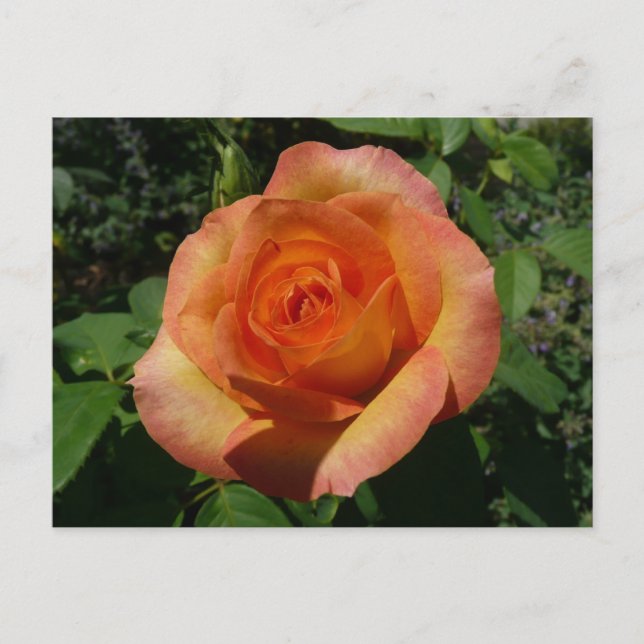 Cartão Postal Fotografia Floral Laranja Peach Rosa (Frente)