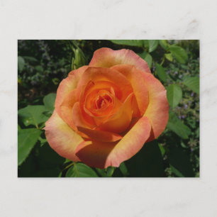 Cartão Postal Fotografia Floral Laranja Peach Rosa
