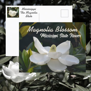 Cartão Postal Fotografia Floral Magnólia Estado Mississippi