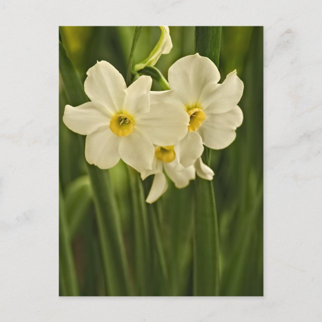 Cartão Postal Fotografia Floral: Narciso Primavera Branco (Frente)