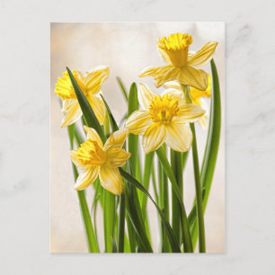 Cartão Postal Fotografia Floral: Narcisos Amarelos da Primavera