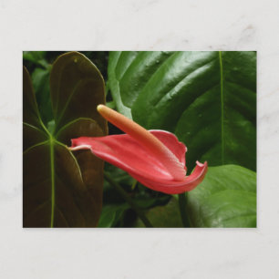 Cartão Postal Fotografia Floral Rosa Calla Lily Elegante