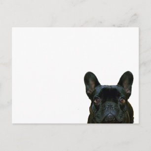 Cartão Postal Fotografia francesa do Bulldog Negro e Bonito: