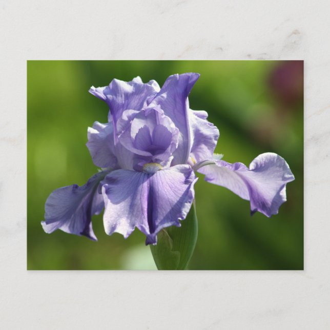 Cartão Postal Fotografia Iris "Springtime Blues" (Frente)