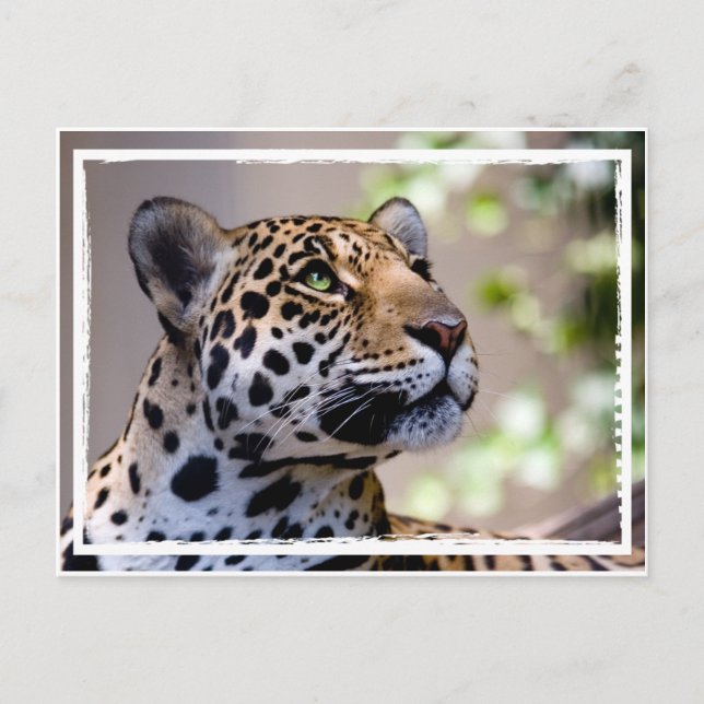 Cartão Postal Fotografia Leopard (Frente)