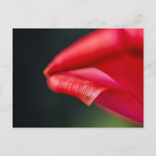Cartão Postal Fotografia Macro de Pétala de Tulipa Vermelha Abst