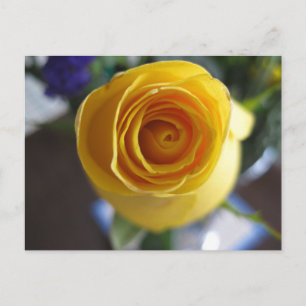 Cartão Postal Fotografia Macro Floral de Rosa Amarela