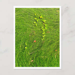 Cartão Postal Fotografia Minimalista de Hera Verde na Grama Flui