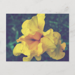 Cartão Postal Fotografia oral Amarela Primavera Iris
