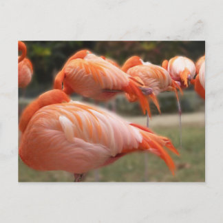 Cartão Postal Fotografia     Original do Flamingos Rosa