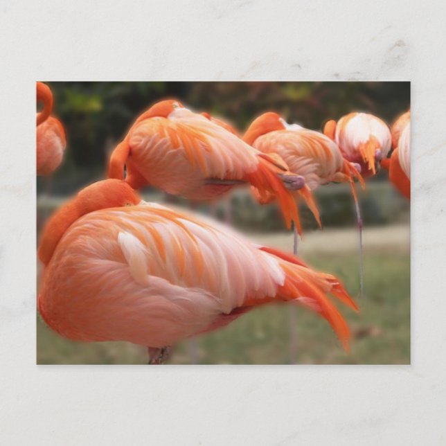Cartão Postal Fotografia     Original do Flamingos Rosa (Frente)
