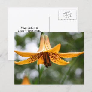 Cartão Postal Fotografia Personalizada da Flor Lírio Canadense