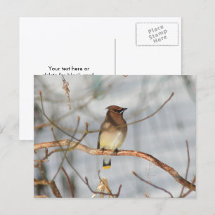 Cartão Postal Fotografia Personalizada da Natureza e Vida Selvag