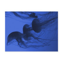 FOTOGRAFIA PÓS-CARTÃO DO PEIXE 2