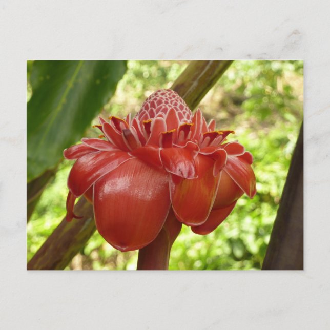 Cartão Postal Fotografia Tropical do Flor Vermelho Torch Ginger (Frente)