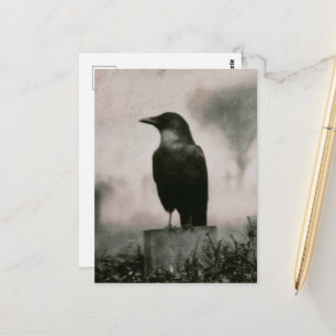 Cartão Postal Fotografia Vintage de um Belo Corvo