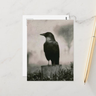 Cartão Postal Fotografia Vintage de um Belo Corvo