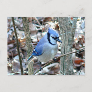 Cartão Postal Fotografias: aves -
