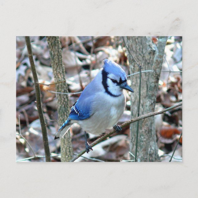 Cartão Postal Fotografias: aves - (Frente)