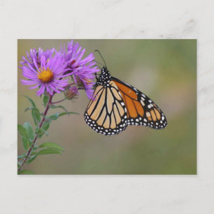 Cartão Postal Fotografias da Borboleta Monarca