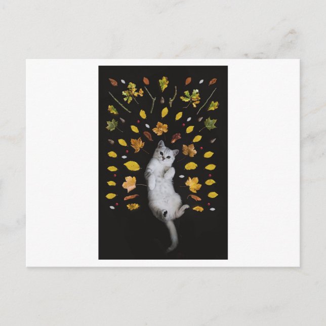 CARTÃO POSTAL FOTOGRÁFICO GATO E SAI (Frente)