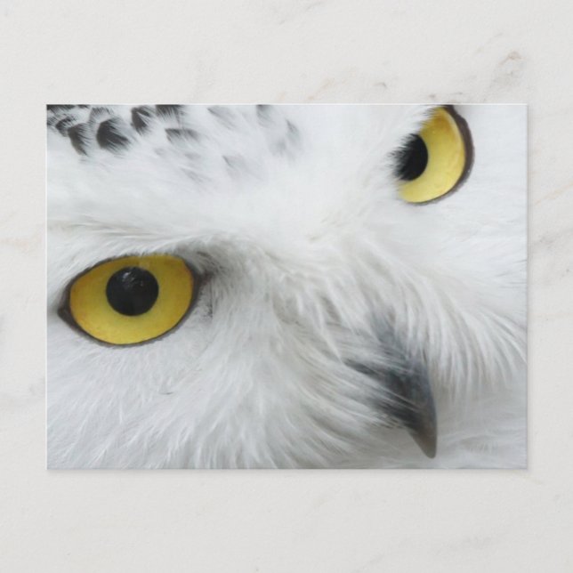 Cartão postal Fotográfico Snowy Owl (Frente)