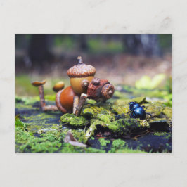 Cartão Postal Fotografo Acorn elf com inseto