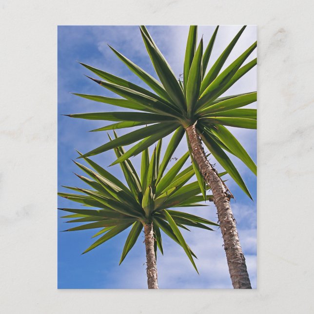 Cartão Postal Fotomural com Efeito de Pintura de Folhas de Palme (Frente)