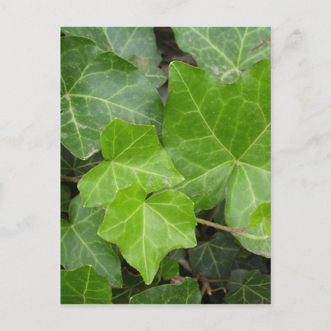 Cartão Postal Fotos da Shell (Frente)