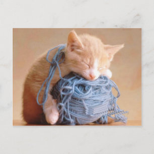 Cartão Postal Fotos de Gato e Gatinho de precioso, presentes - P