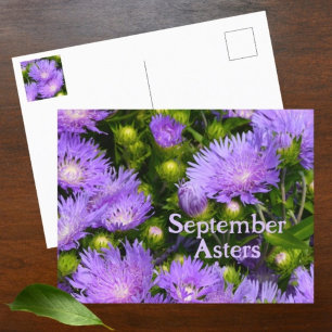 Cartão Postal Fotos Florais de Flores Silvestres Roxas de Áster