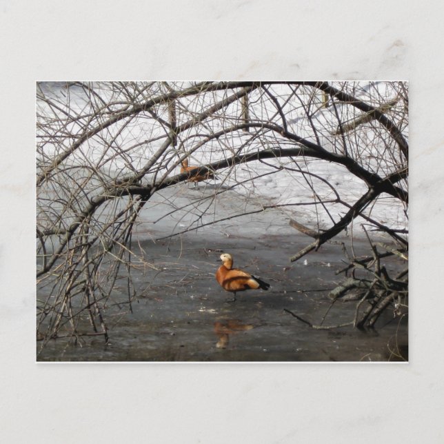 Cartão Postal fotos naturais (Frente)