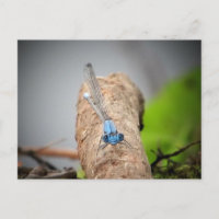 fotos naturais