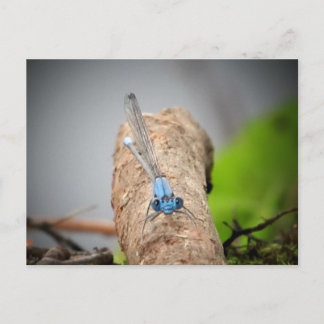 Cartão Postal fotos naturais