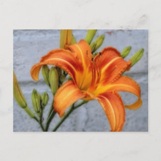 Cartão Postal Foundation Lily - Daylily