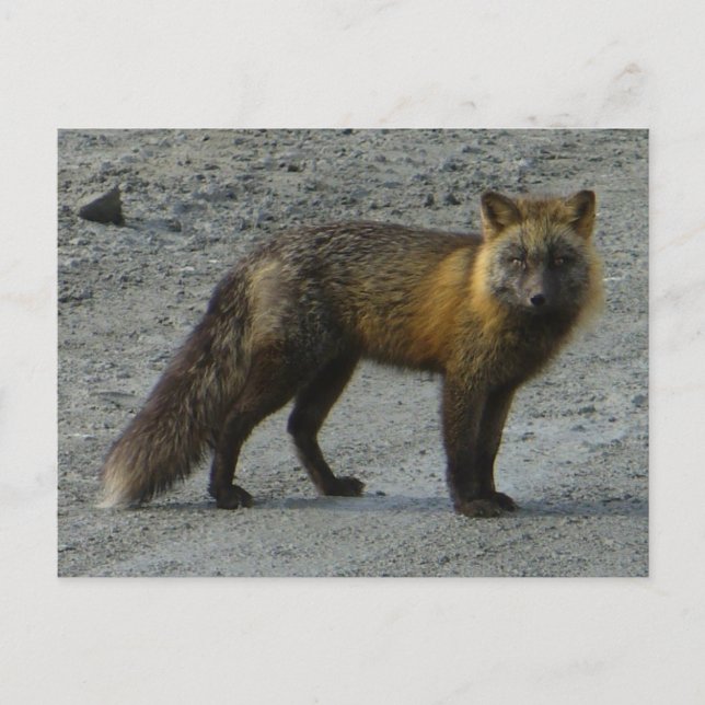 Cartão Postal Fox Aleuta na Estrada, Ilha de Unalaska (Frente)