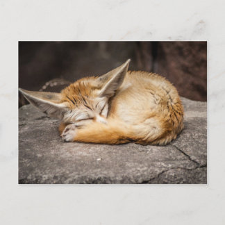 Cartão Postal Fox bonito de Fennec