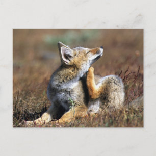 Cartão Postal Fox Cinza jovem no Parque Nacional Torres Del Pain