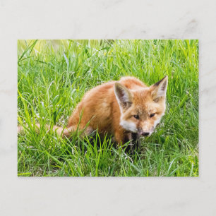 Cartão Postal Fox Cub