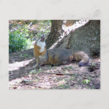Cartão postal Fox da cinza