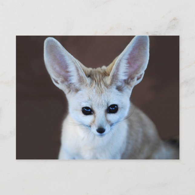 Cartão Postal Fox Futest Fennec do Mundo (Frente)