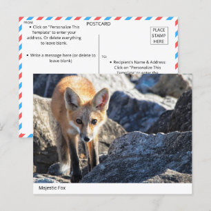Cartão Postal Fox Majestosa