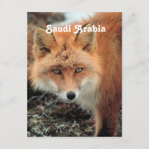 Cartão Postal Fox saudita