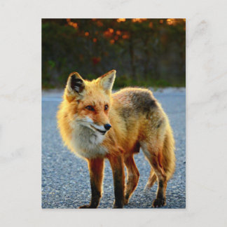 Cartão Postal Fox Sunset