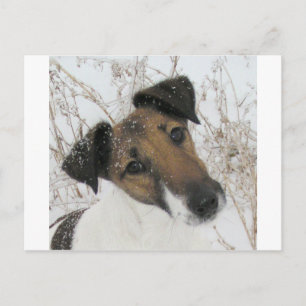 Cartão Postal fox terrier