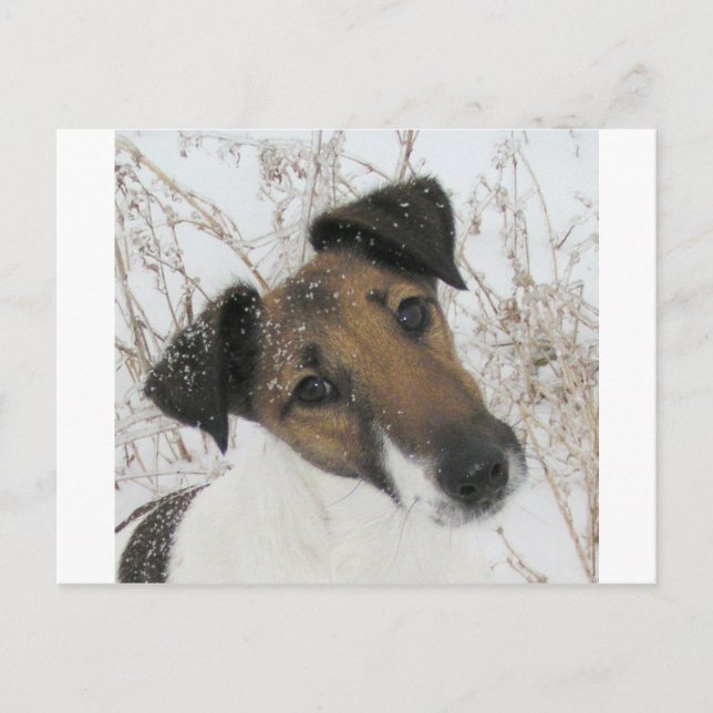 Cartão Postal fox terrier (Frente)