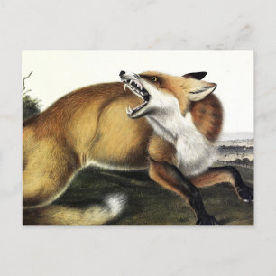 Cartão Postal Fox Vermelha Americana, Vulpes vulpes fulvus por A