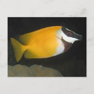 Cartão Postal Foxface Rabbitfish